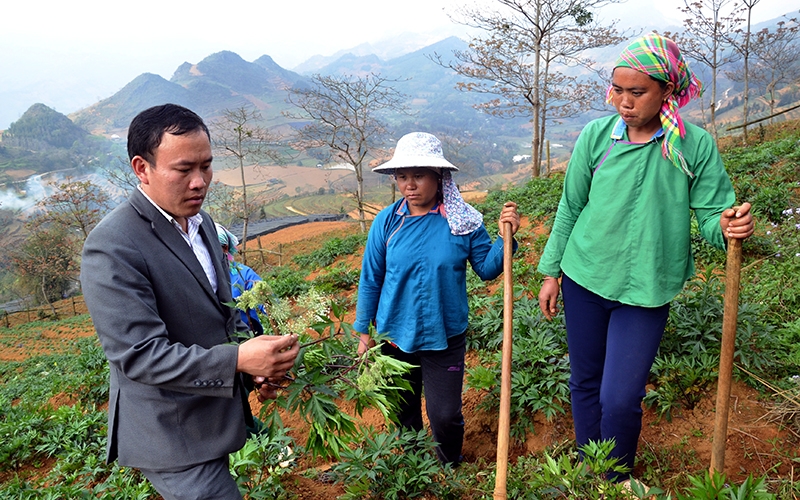Ðồng chí Giàng Seo Châu, Chủ tịch UBND xã Mản Thẩn, huyện Si Ma Cai (Lào Cai) hướng dẫn đồng bào dân tộc thiểu số trồng cây dược liệu thay cây ngô